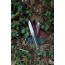 Нож складной Roxon K1-D2-GR сталь D2 зелёный Нож складной Roxon K1-D2-GR сталь D2 зелёный