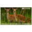 Прицел цифровой Veber DigitalHunt R44X6-48 ночной Прицел цифровой Veber DigitalHunt R44X6-48 ночной